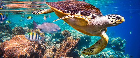 Male